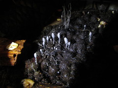 Coprinopsis stercorea