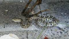 Crotalus culminatus