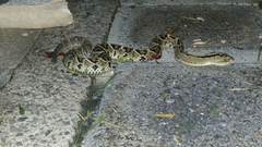 Crotalus culminatus