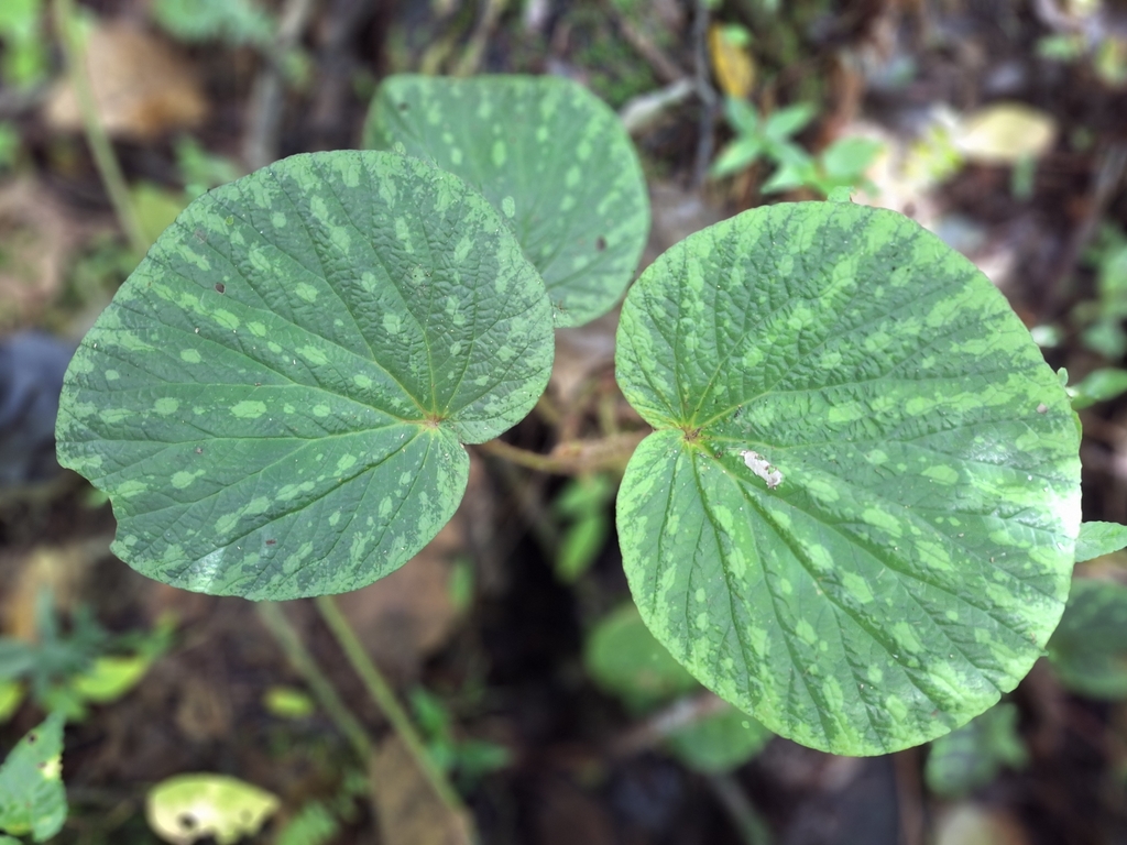 Begonia aketajawensis (Begonia aketajawensis)