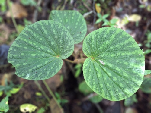 Begonia aketajawensis