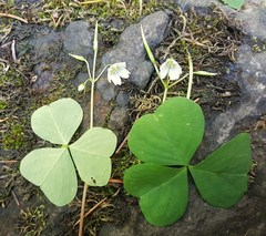 Oxalis trilliifolia