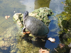 Trachemys decussata