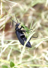 Epicauta segmenta