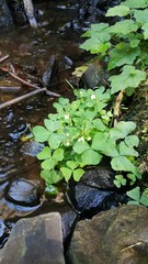 Oxalis trilliifolia
