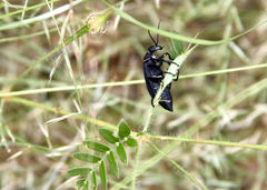 Epicauta segmenta