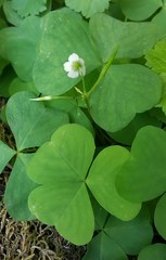 Oxalis trilliifolia