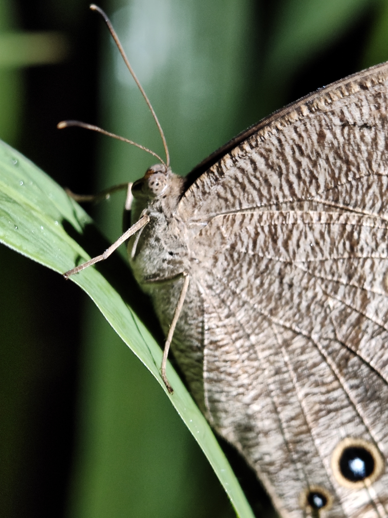 Common Evening Brown