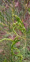 Acacia calamifolia