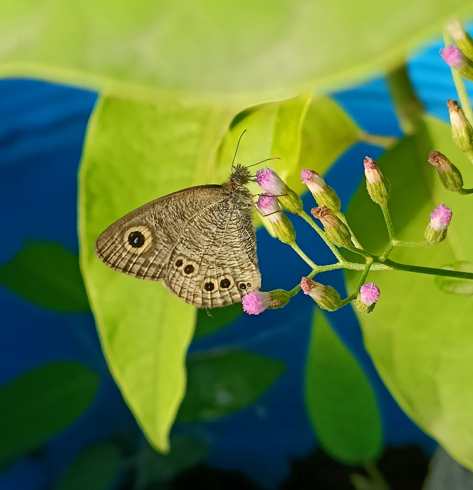 Common Five-Ring
