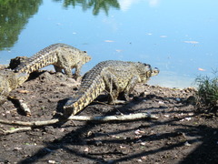Crocodylus rhombifer