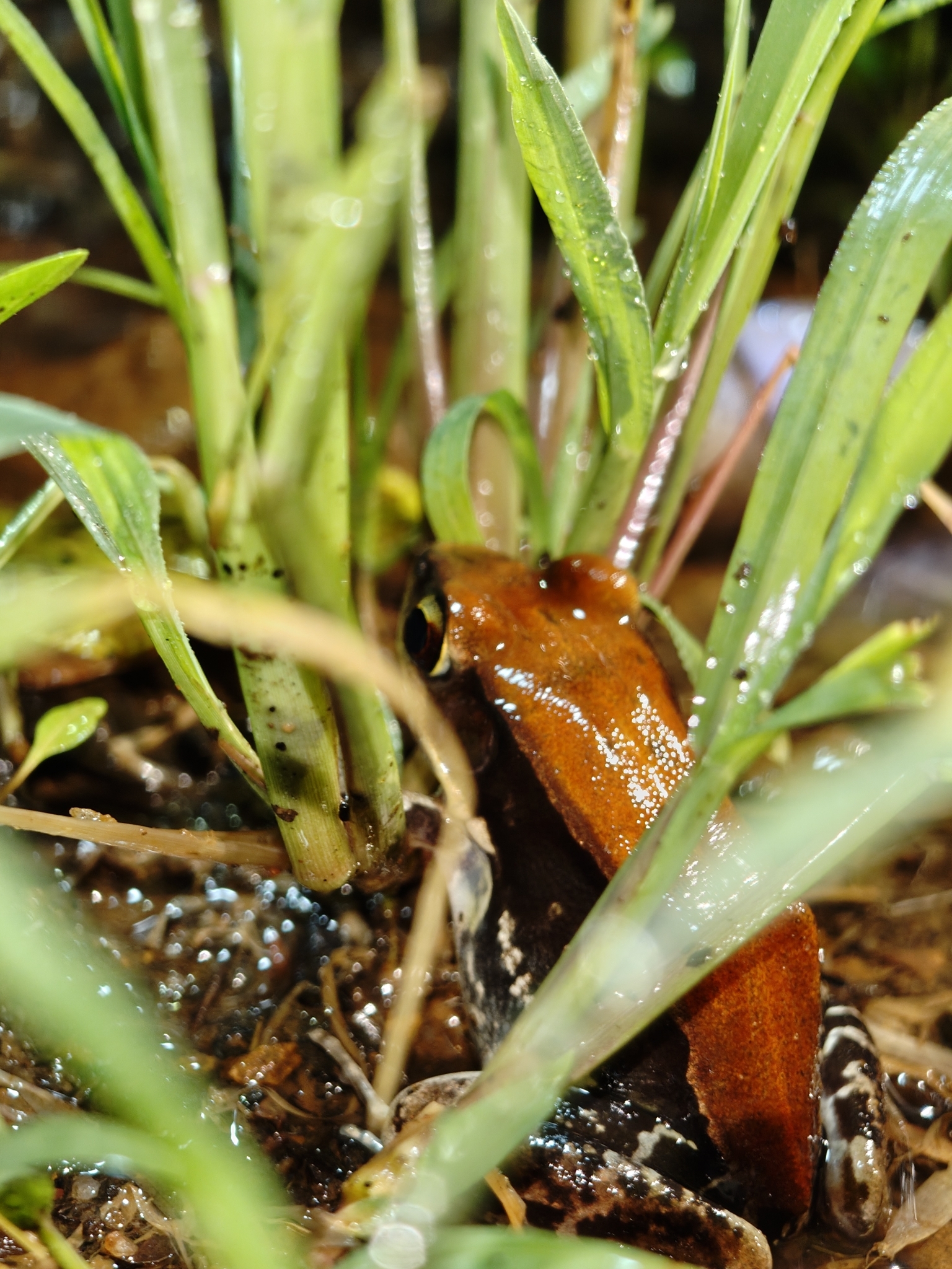 Malabar Fungoid Frog
