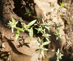 Polygonum nuttallii