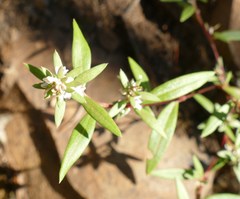 Polygonum nuttallii