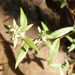 Polygonum nuttallii - Photo (c) Bruce Newhouse, algunos derechos reservados (CC BY-NC-ND), uploaded by Bruce Newhouse