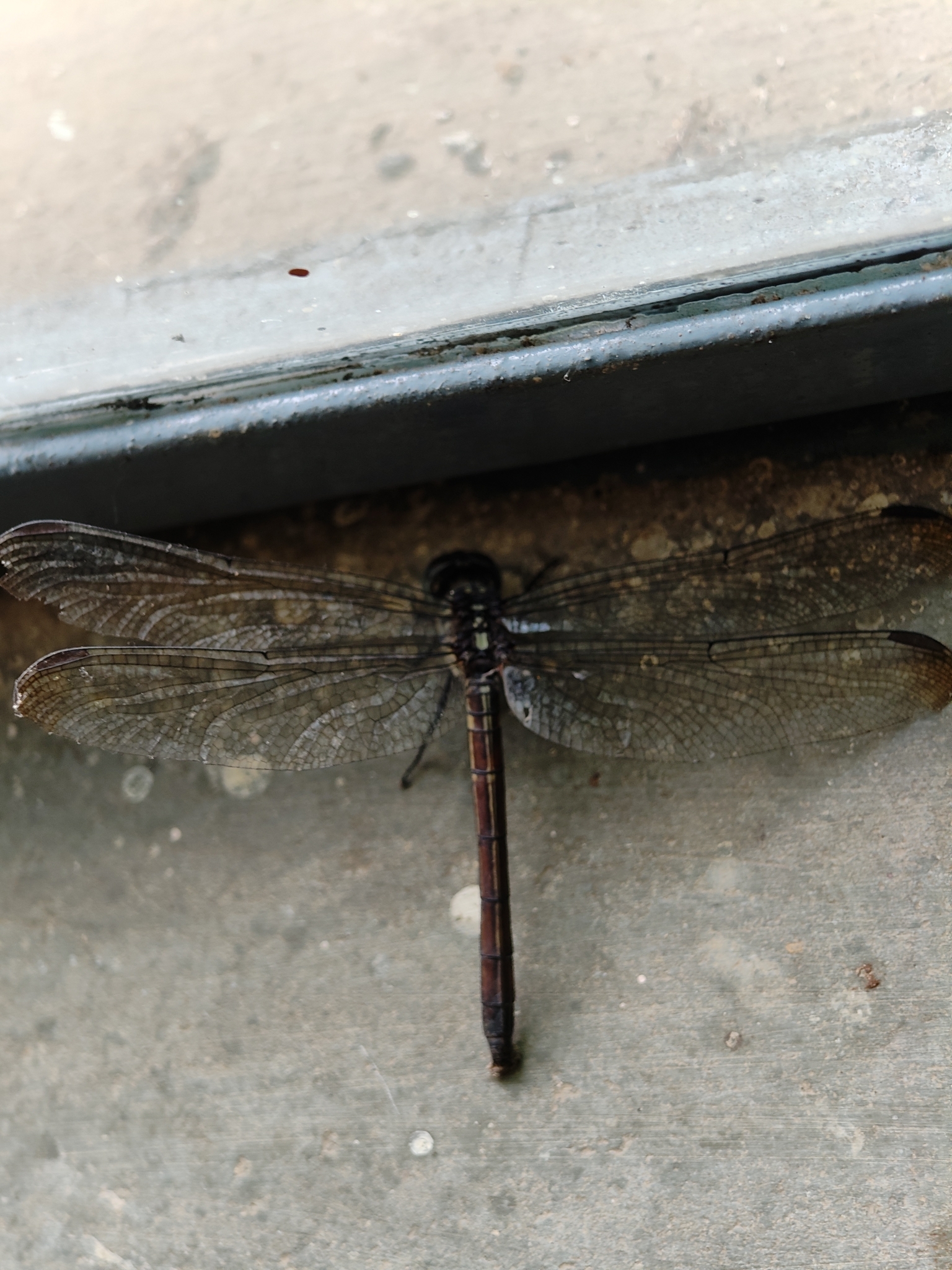 Asiatic Bloodtail