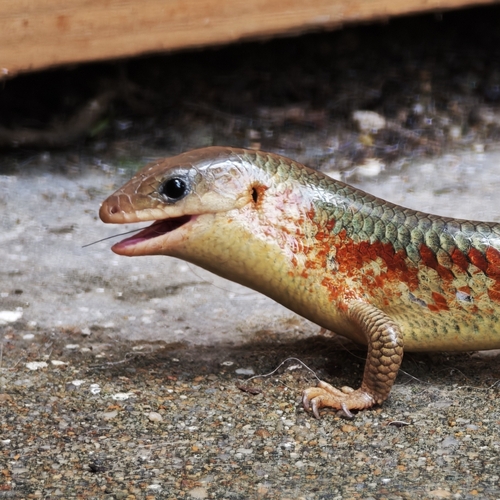 Chinese Blue-tailed Skink