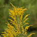 Tall Goldenrod - Photo (c) Greg Lasley, some rights reserved (CC BY-NC)