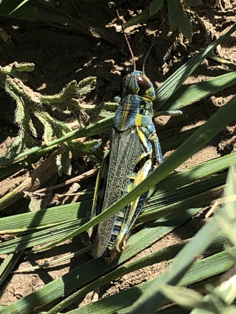 Red-legged grasshopper (Melanoplus femurrubrum)