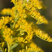 Tall Goldenrod - Photo (c) Greg Lasley, some rights reserved (CC BY-NC), uploaded by Greg Lasley