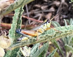 Phoetaliotes nebrascensis