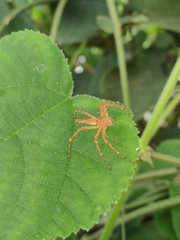 Hamadruas hieroglyphica