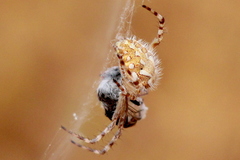 Aculepeira packardi