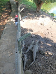 Crocodylus rhombifer