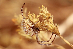 Aculepeira packardi