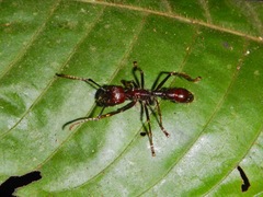 Paraponera clavata