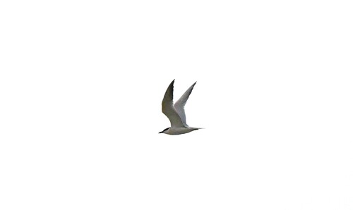 Gull-billed Tern