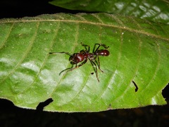 Paraponera clavata