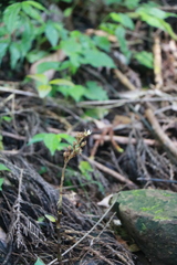 Odontochilus brevistylis
