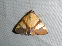 Eulepidotis