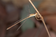 Lestes concinnus
