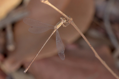 Lestes concinnus