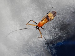 Reduviidae