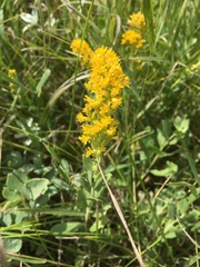 Solidago mollis