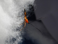Reduviidae