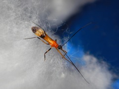 Reduviidae