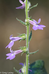 Lobelia reverchonii
