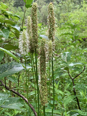 Sanguisorba stipulata