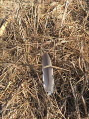 Streptopelia decaocto