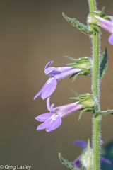 Lobelia reverchonii