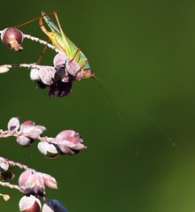 Orchelimum pulchellum