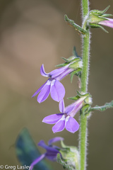 Lobelia reverchonii