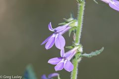 Lobelia reverchonii
