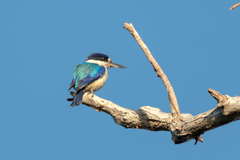 Forest Kingfisher photo 5