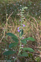 Lobelia reverchonii