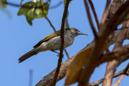 White-streaked Honeyeater (Trichodere cockerelli), photo 4